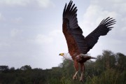 Fish eagle in flight : 2014 Uganda